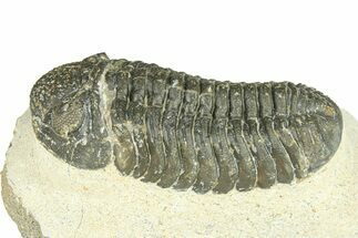 Bargain, Morocops Trilobite - Large Specimen #287595