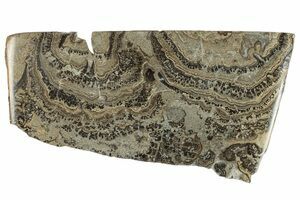Stromatolite Silurien D'Estonie - Pierre Fossile 2,1 Kg - Pièce Unique - Collection Minéralogie