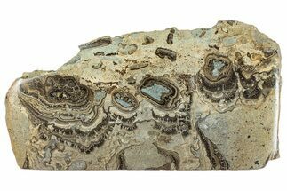 Devonian Stromatolite Slab - Orkney, Scotland #289665