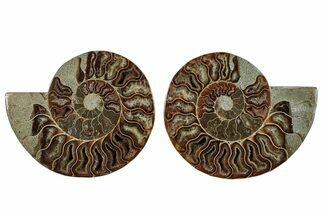 Cut & Polished, Crystal-Filled Ammonite Fossil - Madagascar #292799
