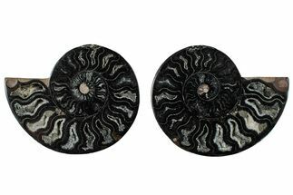 Cut & Polished Ammonite Fossil - Unusual Black Color #286628