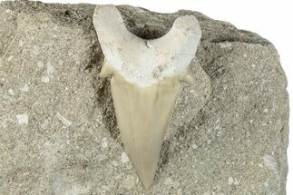 Otodus Shark Tooth Fossil in Rock - Morocco #292035