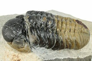 Bargain, Austerops Trilobite - Ofaten, Morocco #287557