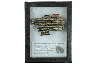 Mammoth Molar Slice With Case - South Carolina #291260