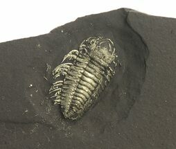 Pyritized Triarthrus Trilobite With Appendages - New York #293178