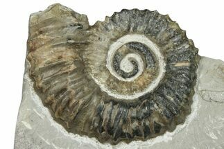 Aegocrioceras Heteromorph Ammonite - Germany #293080