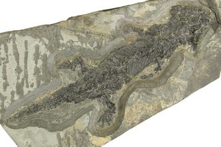 Discosauriscus (Permian Reptiliomorph) - Franchesse, France #293088