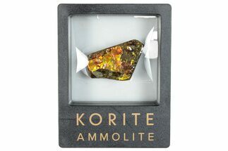 Iridescent Ammolite (Fossil Ammonite Shell) - Rainbow Colors #293289