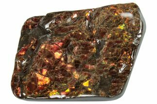 Iridescent Ammolite (Fossil Ammonite Shell) - Fiery Reds! #293313