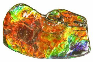 Spectacular Ammolite (Fossil Ammonite Shell) - Rare Purple! #293311