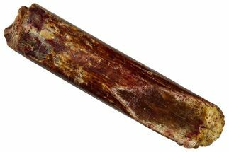 Fossil Sauropod Dinosaur (Rebbachisaurus) Tooth - Morocco #293656