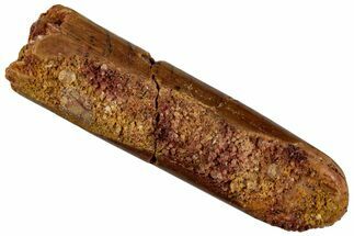 Fossil Sauropod Dinosaur (Rebbachisaurus) Tooth - Morocco #293669