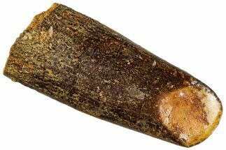 Fossil Sauropod Dinosaur (Titanosaur) Tooth - Morocco #293689