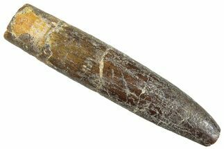 Fossil Sauropod Dinosaur (Titanosaur) Tooth - Morocco #293696