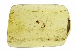 Polished Colombian Copal ( g) - Contains Wasp & Flies! #293575