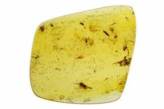 Polished Colombian Copal ( g) - Contains Insects! #293578