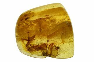 Polished Colombian Copal ( g) - Contains Flies & Wings! #293579