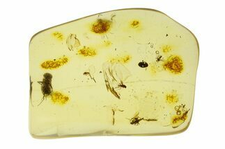 Polished Colombian Copal ( g) - Contains Flies! #293581