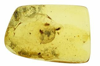Polished Colombian Copal ( g) - Contains Four Flies! #293562