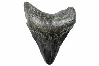 Fossil Megalodon Tooth - South Carolina #293843