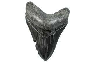 Fossil Megalodon Tooth - South Carolina #293864