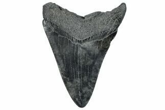 Fossil Megalodon Tooth - South Carolina #293873