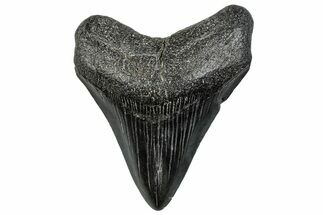 Juvenile Megalodon Tooth - South Carolina #293909