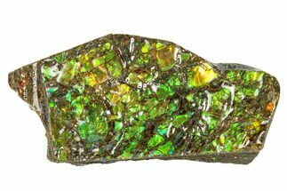 Iridescent Ammolite (Fossil Ammonite Shell) - Rainbow Colors #293354