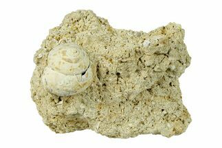 Miocene Fossil Gastropod (Helix) Cluster - France #293893