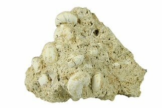 Miocene Fossil Gastropod (Helix) Cluster - France #293896