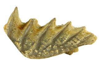 Cretaceous Lungfish (Ceratodus) Tooth Plate - Morocco #294036