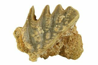 Cretaceous Lungfish (Ceratodus) Tooth Plate - Morocco #294047