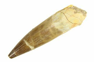 Fossil Plesiosaur (Zarafasaura) Tooth - Morocco #293217