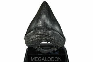 Fossil Megalodon Tooth - South Carolina #293934