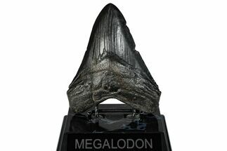Fossil Megalodon Tooth - South Carolina #293936