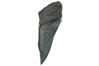 Partial Fossil Megalodon Tooth - Serrated Edge #293949