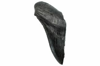 Partial Fossil Megalodon Tooth - South Carolina #293955