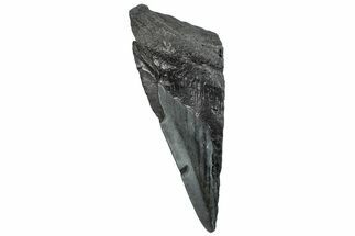 Partial Fossil Megalodon Tooth - South Carolina #293968