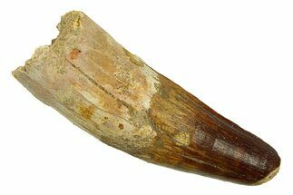 Robust Fossil Spinosaurus Tooth - Feeding Worn Tip #294113