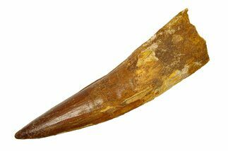 Real Fossil Spinosaurus Tooth - Giant Dinosaur Tooth #294143