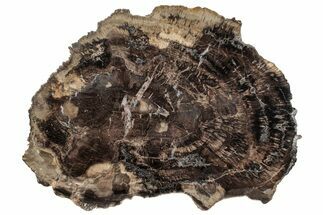 Petrified Wood (Woodworthia) Round - Arizona #131161