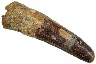 Fossil Spinosaurus Tooth - Feeding Worn Tip! #293970