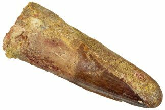 Fossil Spinosaurus Tooth - Real Dinosaur Tooth #293992