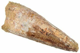 Fossil Spinosaurus Tooth - Real Dinosaur Tooth #293999