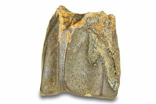 Fossil Hadrosaur (Edmontosaurus) Shed Tooth - Wyoming #293774