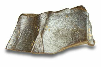Fossil Hadrosaur (Edmontosaurus) Shed Tooth - Wyoming #293775