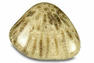 Polished Petoskey Stone (Fossil Coral) - Michigan #293395