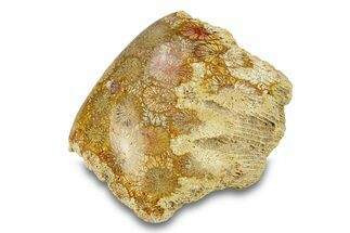 Polished Fossil Coral Head - Indonesia #293828