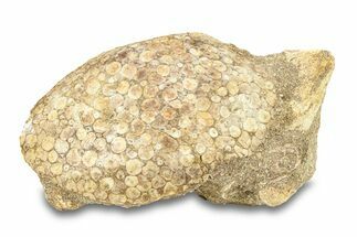 Fossil Crusher Fish (Eodiaphyodus) Mouth Plate -Morocco #294183