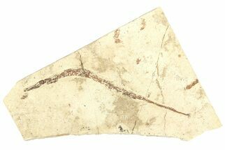 Fossil Pipefish (Syngnathus) - California #294275
